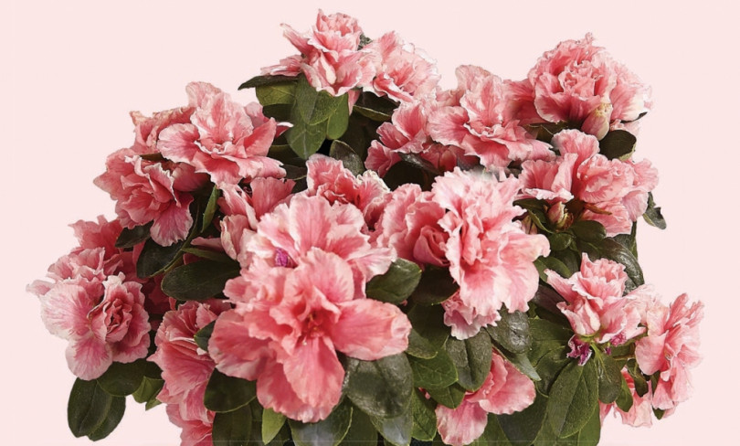 Domenica 14 maggio torna l'Azalea della Ricerca